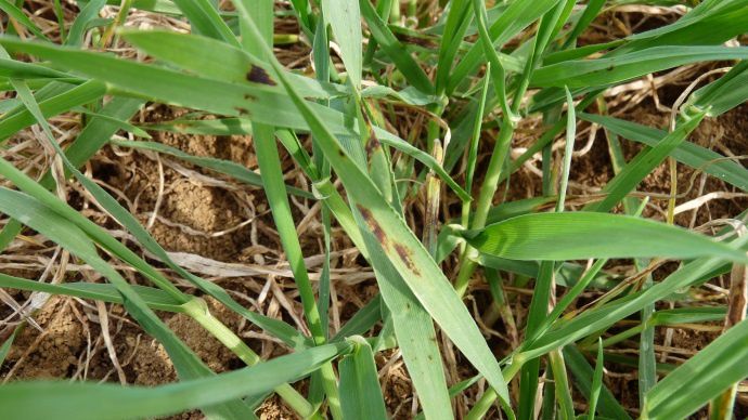 Rhynchosporiose sur orge