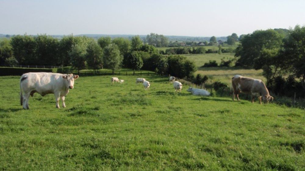 Hormis les œufs, les prix des productions animales baissent de 1,7 %