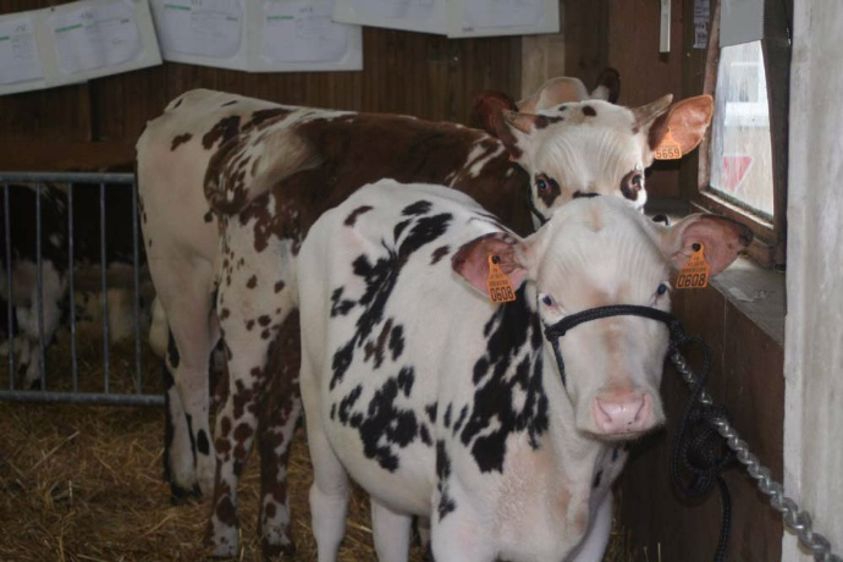 60 animaux vendus sous plis cachetés à la vente Sainte-Catherine (Orne) 60 animaux vendus sous plis cachetés à la vente Sainte-Catherine (Orne)
