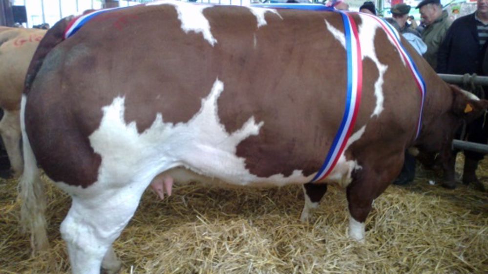 A Torigni-sur-Vire - 95 % des animaux ont été vendus A Torigni-sur-Vire - 95 % des animaux ont été vendus