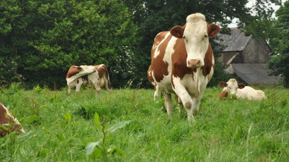 Moins de 25.000 € brut en ruminants pour 2013