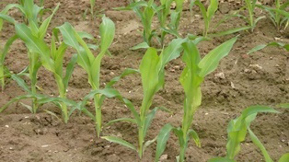 Une offre maïs grain confortée