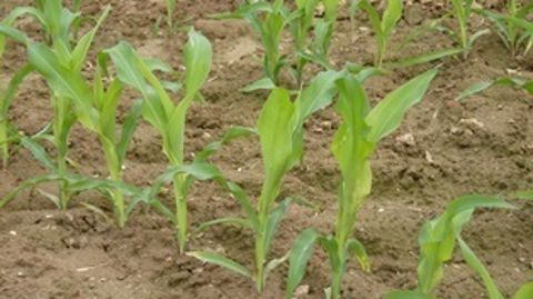 Une offre maïs grain confortée