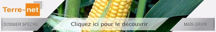 Dossier spécial Maïs grain Terre-net
