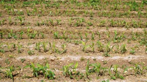 De l'humidité au sec en Amérique du Sud