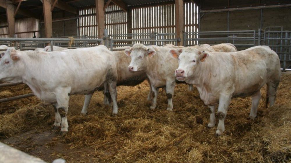 En octobre 2013, la production de bovins finis est en forte baisse