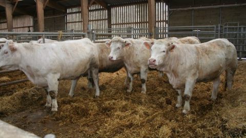 En octobre 2013, la production de bovins finis est en forte baisse