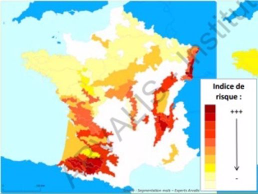 Potentiel de nuisibilité pondéré par le niveau de population pour le maïs grain.