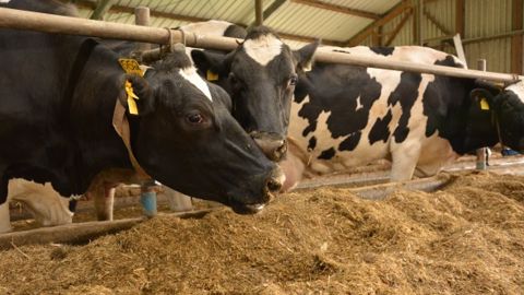 Arrêter l’ensilage de maïs tout en maintenant ses vaches à 10.000 litres
