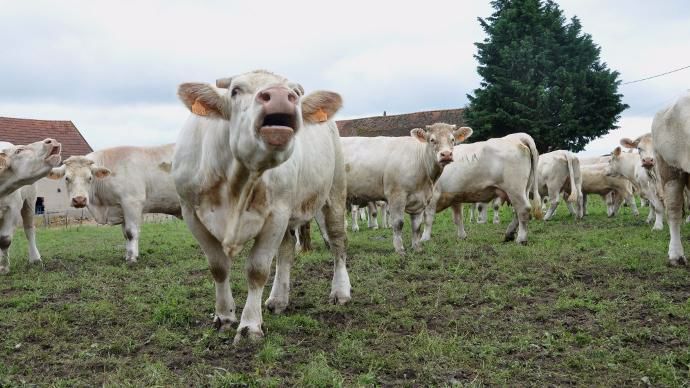 Vaches charolaises