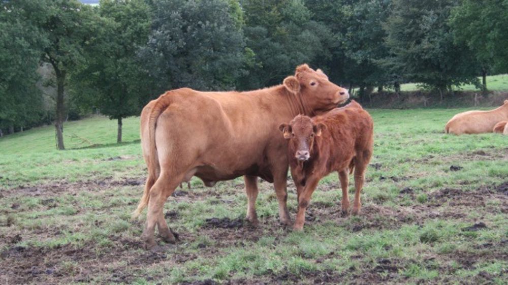 Entre 700 et 750.000 broutards exportés en Italie à l’horizon 2016 selon l’Idele