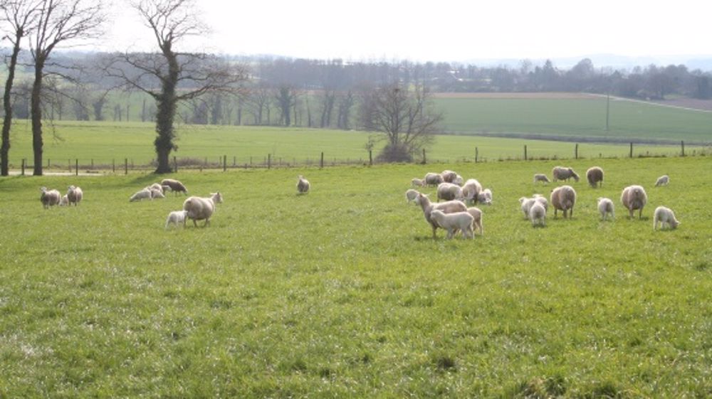 En 2013, 112.000 ovins de moins abattus par rapport à 2012