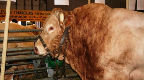 4 % de bovins abattus en moins par rapport à 2012 4 % de bovins abattus en moins par rapport à 2012