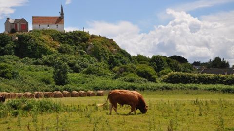 Les systèmes bovins viande devront mieux maîtriser le déficit d’herbe estival Les systèmes bovins viande devront mieux maîtriser le déficit d’herbe estival