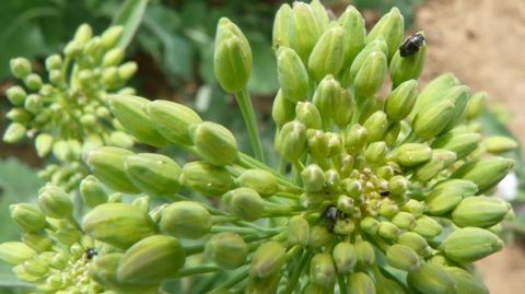 Des insectes aux grandes capacités d’adaptation Des insectes aux grandes capacités d’adaptation