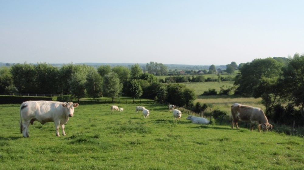 La filière bovine confrontée aux incertitudes du lendemain
