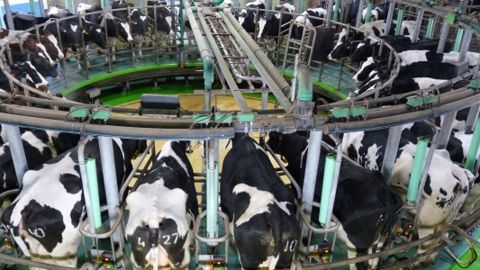 Pourquoi le prix du lait reste faible ? Les réponses de la Fncl et de la Fnpl Pourquoi le prix du lait reste faible ? Les réponses de la Fncl et de la Fnpl