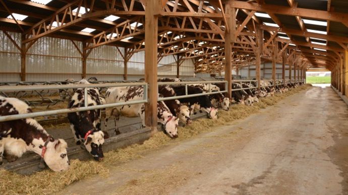 Bâtiment vaches laitières normandes