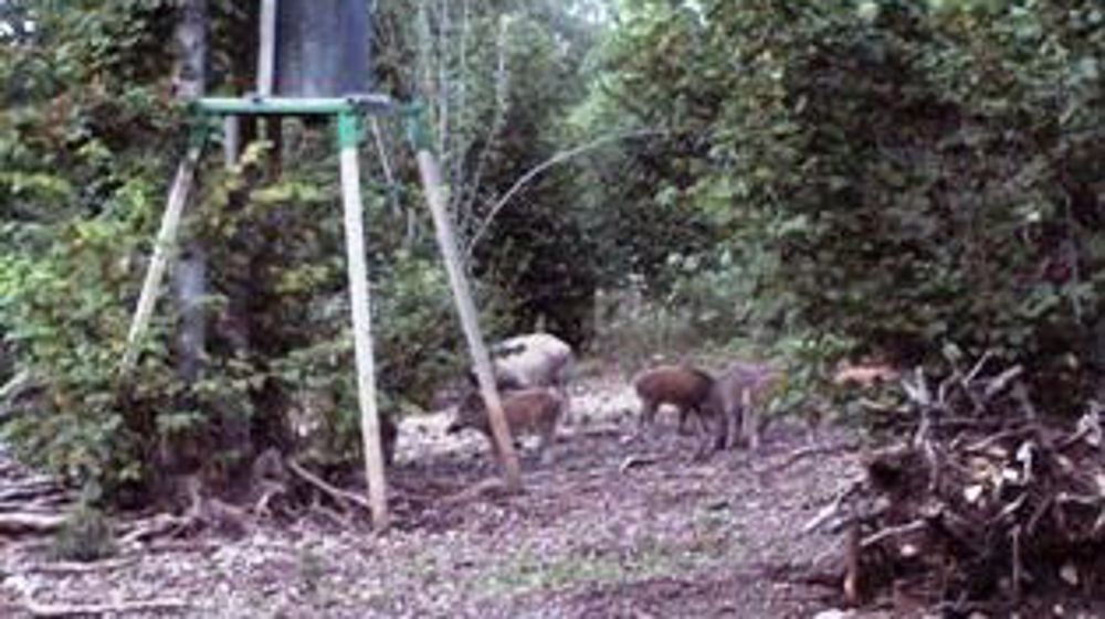 Un massacre de sangliers pour stopper la peste porcine