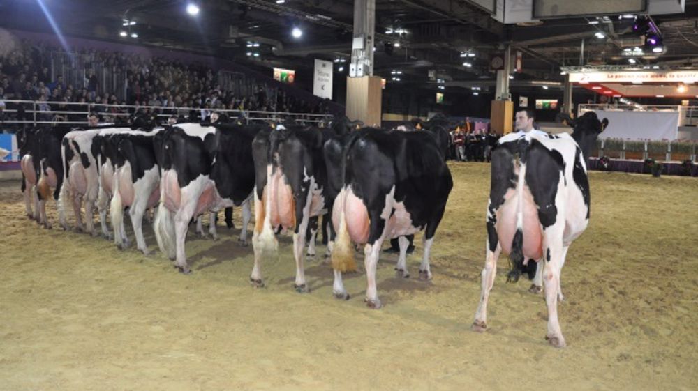 Tous les palmarès des concours bovins du Cga