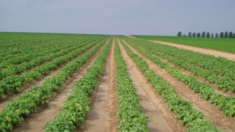 Aux Pays Bas : convergence à 100 %