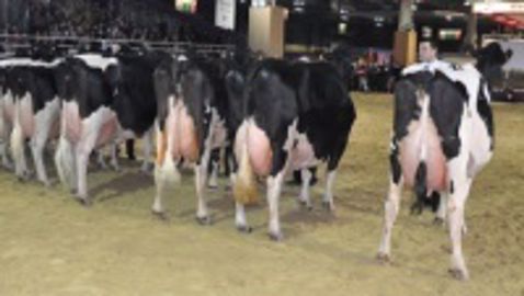 Concours bovins SIA 2014