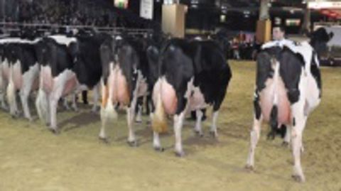Dauvergne l'aveyronnais, meilleur taureau du concours