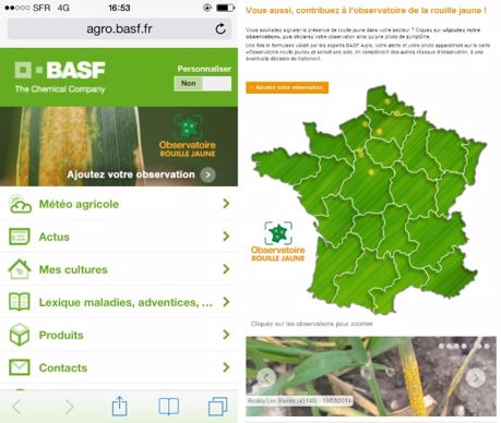 Site mobile de l'observatoire rouille jaune.