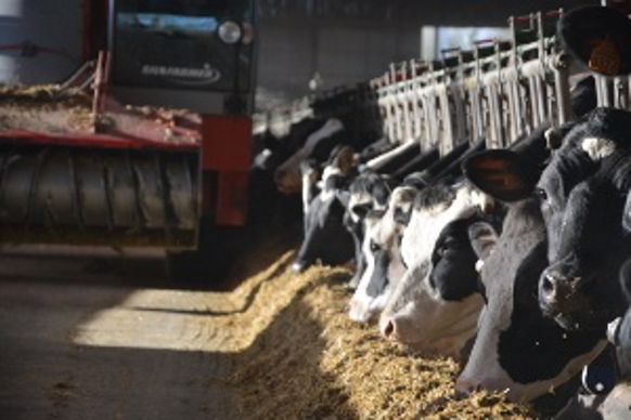La Saba et les Holsteins d'Abel Lumineau