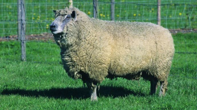 Mouton Avranchin