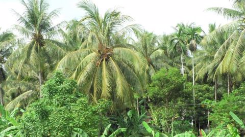 Sécheresse marquée sur les palmeraies d'Asie du Sud-Est