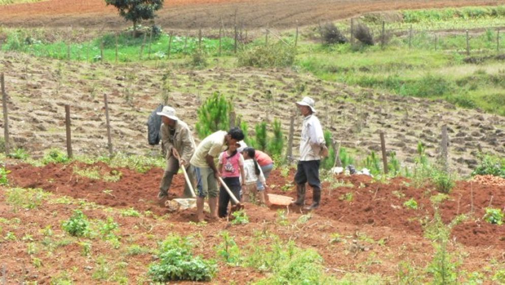 La Chine soutient une production de colza peu compétitive