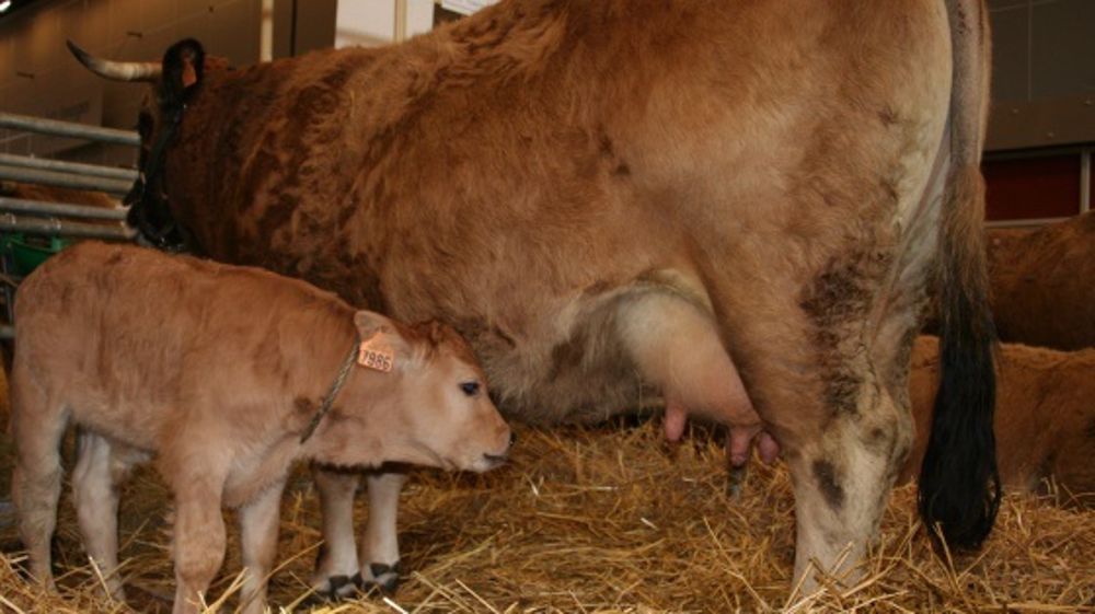 Fnb : « Les éleveurs bovins-viande ne laisseront pas passer ! »