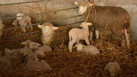 Ter’Elevage débourse 650.000 € pour aider les éleveurs à produire davantage