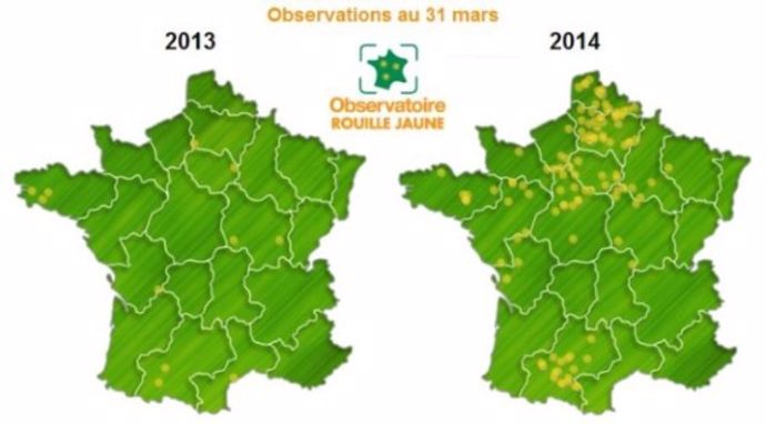 Evolution de la rouille jaune sur les blés français.