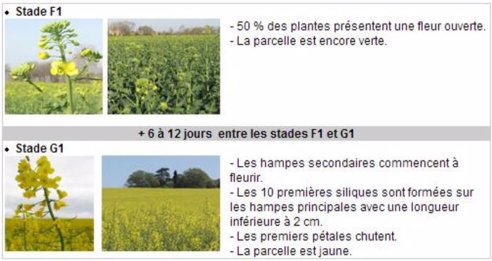 Stades colza
