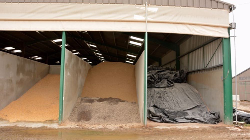 Le traitement au Maxammon permet de conserver les grains plusieurs mois, sans séchage ni perte au stockage. (©Terre-net Média)