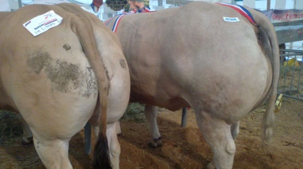 Laguiole fête son 15ème Festival des Bœufs Gras de Pâques Laguiole fête son 15ème Festival des Bœufs Gras de Pâques