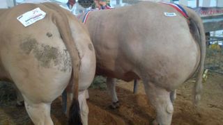 Laguiole fête son 15ème Festival des Bœufs Gras de Pâques Laguiole fête son 15ème Festival des Bœufs Gras de Pâques
