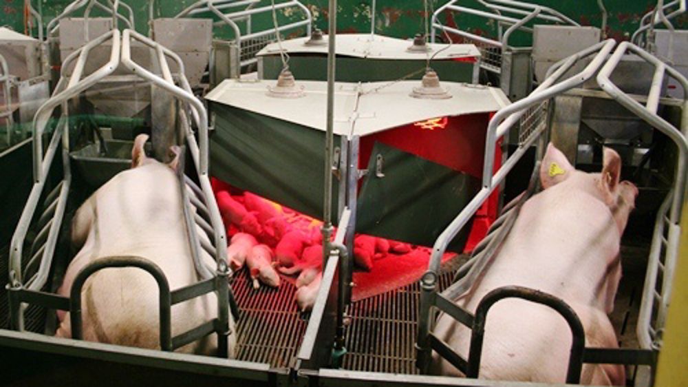 Les éleveurs de porcs engagés dans le défi énergétique breton