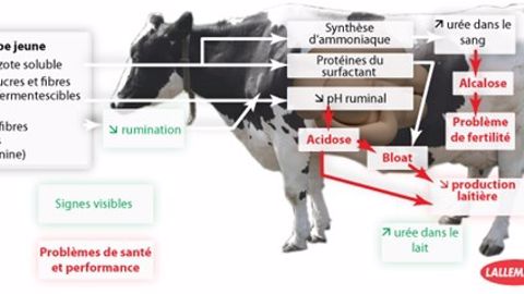 Des levures pour stabiliser le pH du rumen Des levures pour stabiliser le pH du rumen