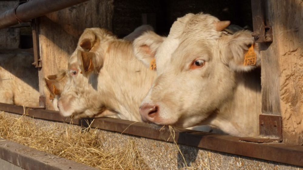 Déclarer les aides veaux sous la mère et veaux bio