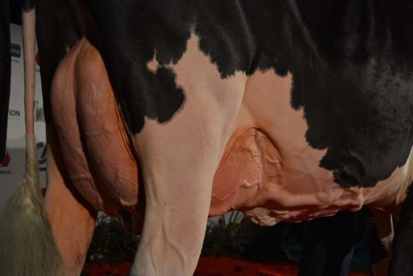 Une superbe attache avant et un ligament fort : une mamelle qui fait corps avec Gut-Chloé. 