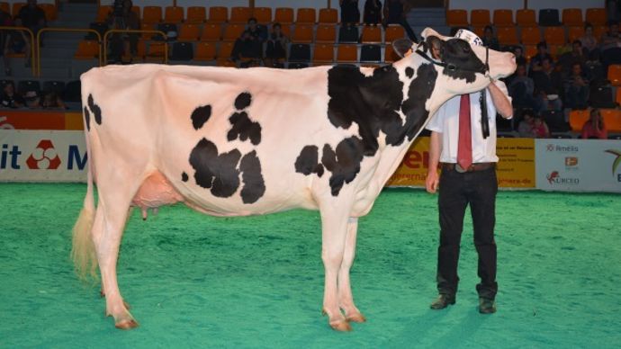 Dijs Spicy (Mitey West x Bolton) meilleure mamelle jeune.