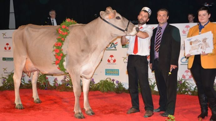 Edelweiss (Pedigree x Hucos)