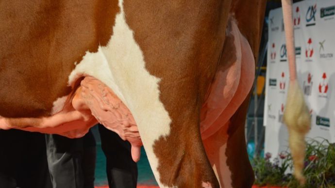 Fanatique (Triomphe x Redon)