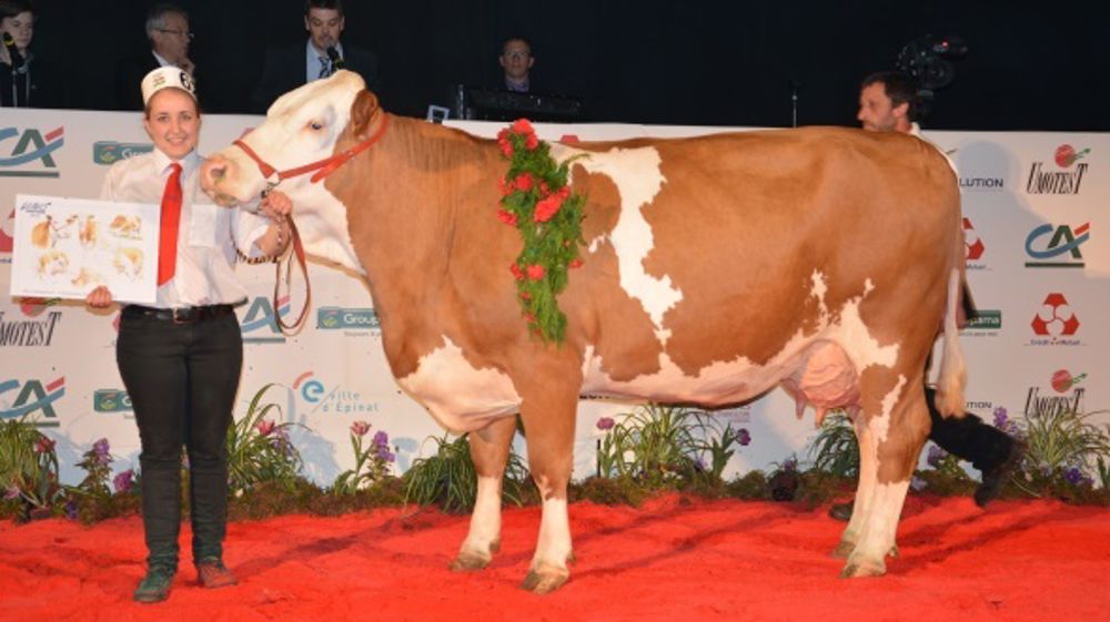Palmarès et photos en direct du concours Simmental