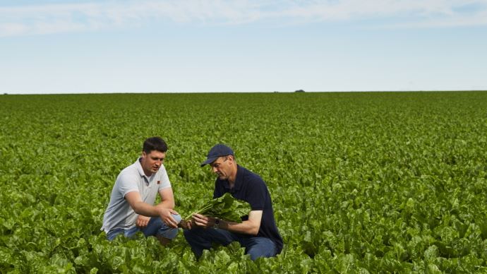 Observation d'une parcelle de betteraves