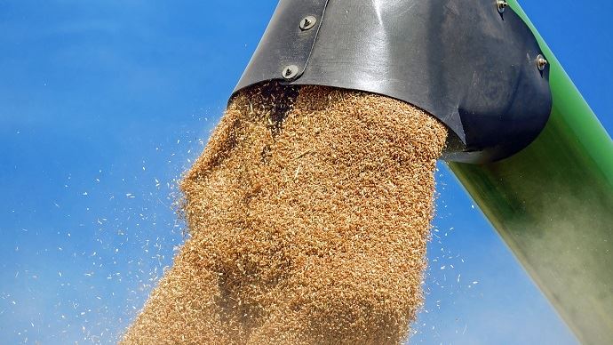Chargement de blé