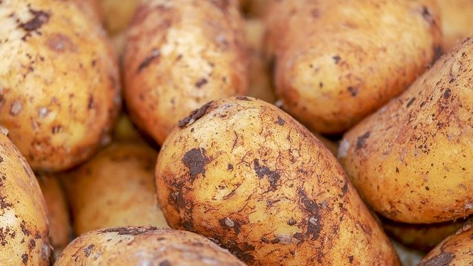 La récolte de pommes de terre française en hausse de 6 % en 2019